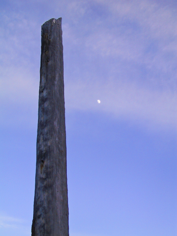 Snag And Moon